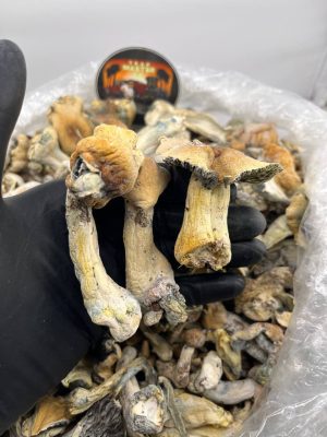 photo_2025-04-24_04-10-59 Penis Envy x Albino hybrid 🍄