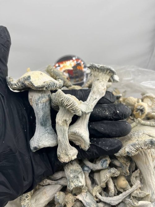 buy white ape mushrooms
